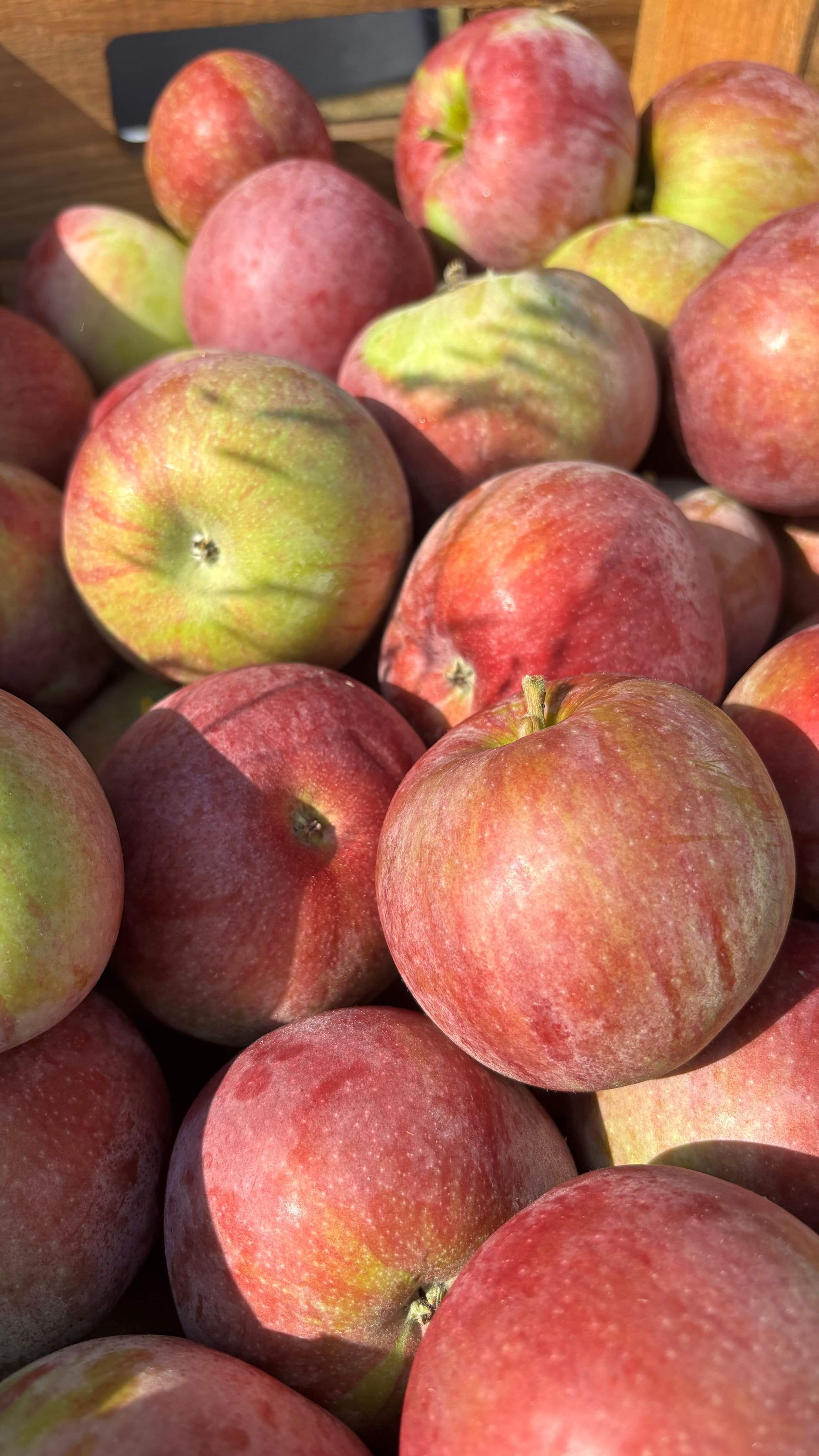 Apple Fest