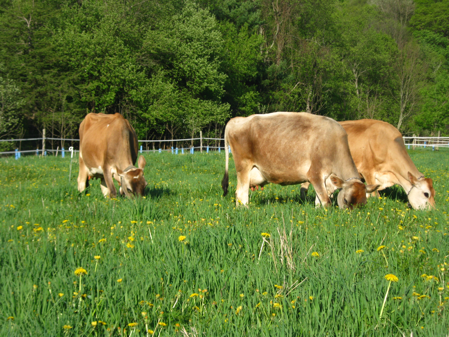 Vermont First Definitions