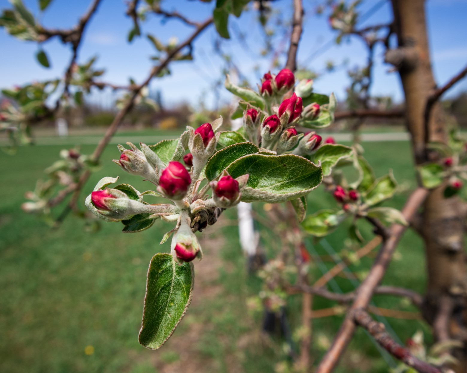 Vermont First Values